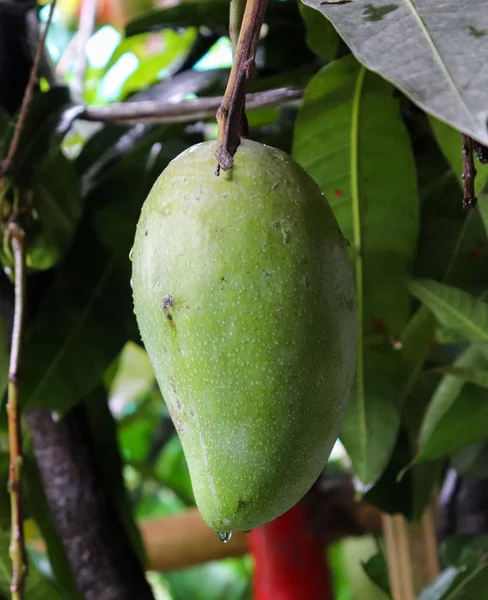 Green Mango Fruit on Mango Tree. Beautiful Green Mango