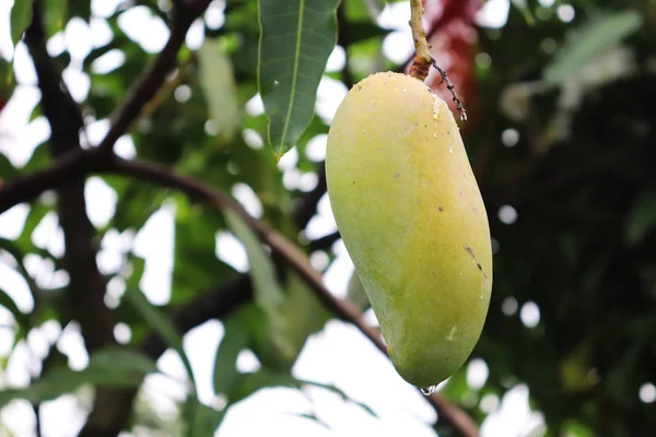 Mangue Jaune Vert Fruit sur Manguier. Belle mangue — Photo