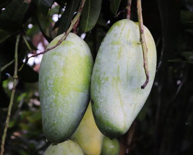 Mango ağacında yeşil mango meyvesi. Güzel Mango