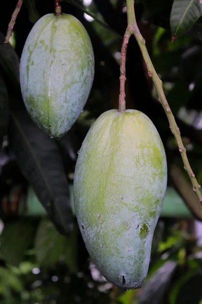 Fruit vert de mangue sur le manguier. Belle Mangov — Photo