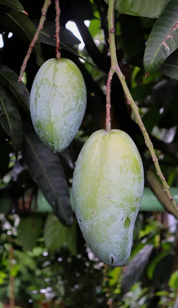 Fruit vert de mangue sur le manguier. Belle mangue — Photo