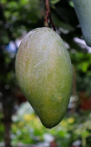 Isolado Close-up Mango Verde. Fruta de manga verde bonita — Fotografia de Stock