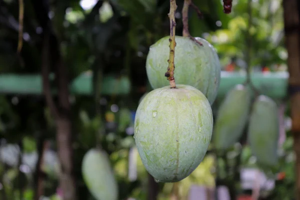Isolado Close-up Mango Verde. Fruta de manga verde bonita — Fotografia de Stock