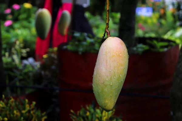 Geïsoleerde Close-up Groene Mangoboom met regendruppel — Stockfoto