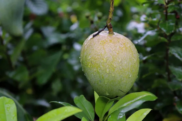 Manguier vert isolé avec goutte de pluie — Photo