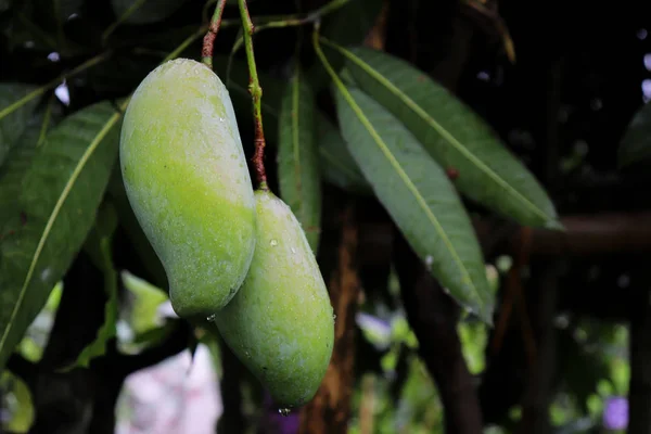 Fruta de manga verde na árvore de manga. Bela manga verde — Fotografia de Stock