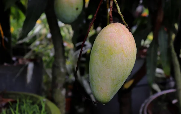 Fruta de manga verde na árvore de manga. Bela manga verde — Fotografia de Stock