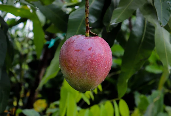 Fruit de mangue rouge sur le manguier. Belle mangue rouge — Photo