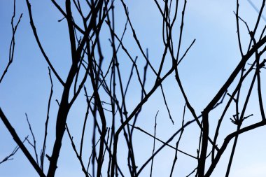 Mavi arkaplanlı kuru ağaç dalları. Ağaç dalı