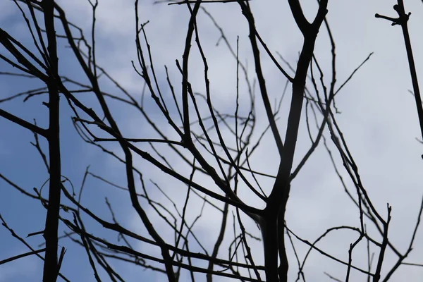 Suché větve stromů s modrou oblohou. Větev stromu — Stock fotografie