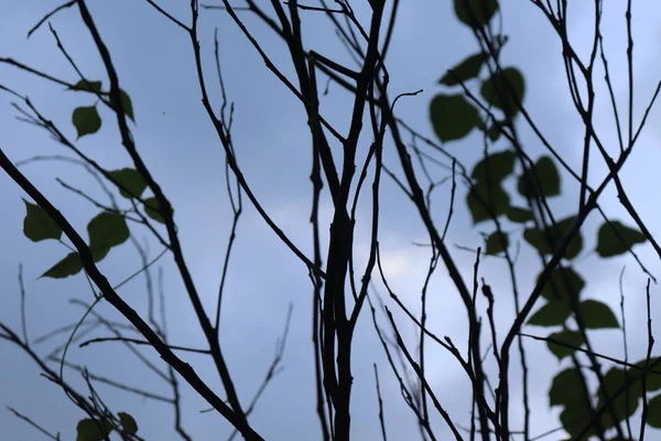 Suché větve stromů s modrou oblohou. Větev stromu — Stock fotografie