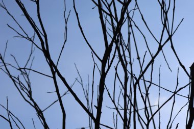 Mavi arkaplanlı kuru ağaç dalları. Ağaç dalı