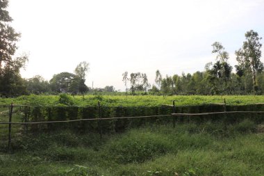 Acı kabak tarlası ve gökyüzü. Yeşil acı kabak tarlası