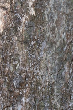 Ağaç kabuğu dokusu. Kahverengi ağaç kabuğu