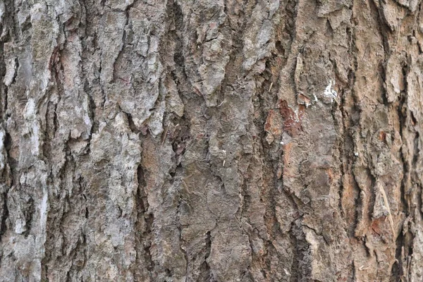 Fondo de textura de corteza de árbol. Corteza marrón de un árbol — Foto de Stock