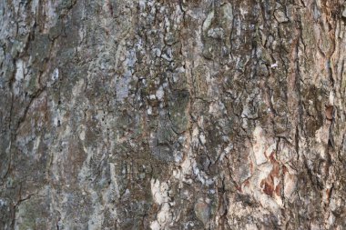 Ağaç kabuğu dokusu. Kahverengi ağaç kabuğu