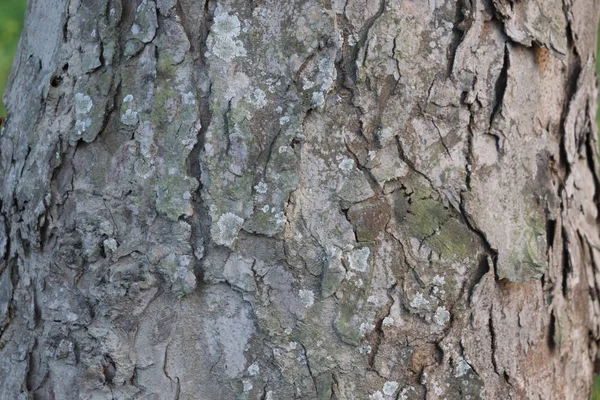 Arbre écorce texture fond. Écorce brune d'un arbre — Photo
