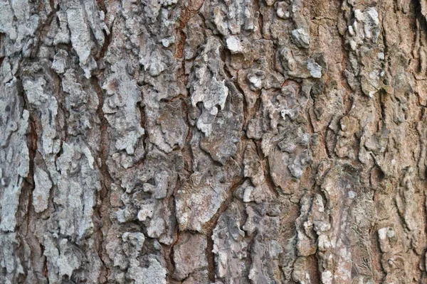 Albero corteccia texture sfondo. Corteccia marrone di un albero — Foto Stock