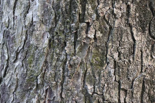 Träd bark textur bakgrund. Brun bark från ett träd — Stockfoto