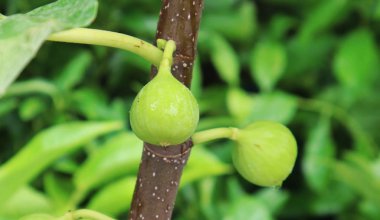 Taze Yeşil Muhallebi Elma veya Şeker Elma bahçede ağaç