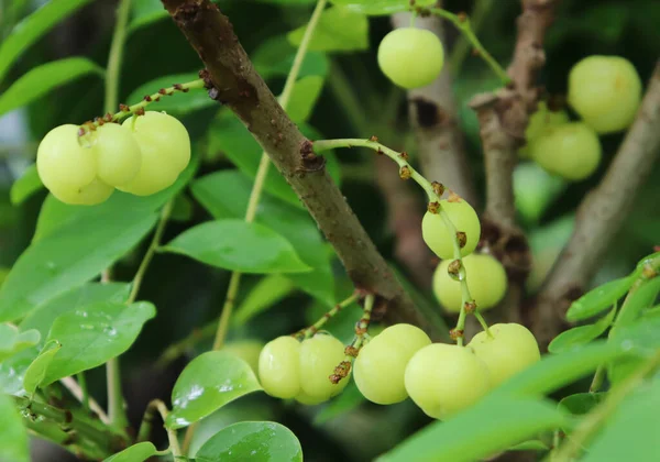 Frutto Phyllanthus Acidus Sull Albero Frutta Bacca Uva Otheite — Foto Stock