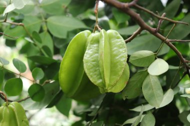Ağaçtaki yeşil yıldız meyvesi. Averrhoa Carambola, Yıldız Elması