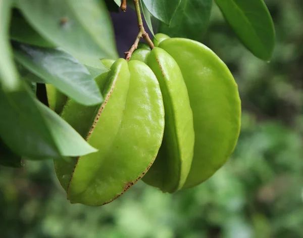 Fruta Estrela Verde Árvore Averrhoa Carambola Star Apple — Fotografia de Stock