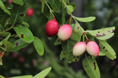 Ağaçta yağmur damlalarıyla taze carissa carandas