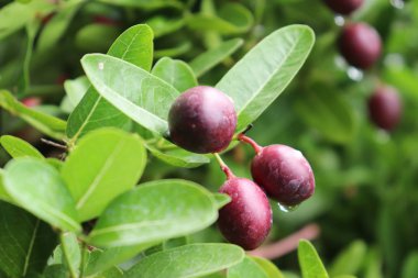 Ağaçta yağmur damlalarıyla taze carissa carandas