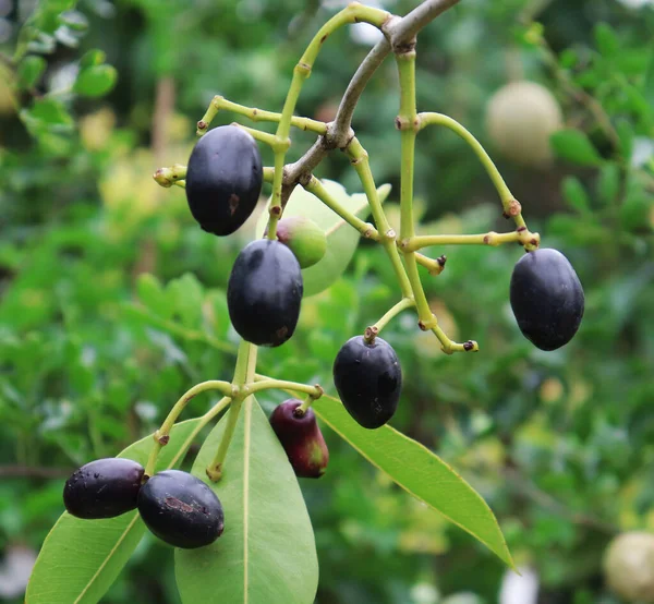 Java Plum in the Tree. Healthy Java Plum Fruit