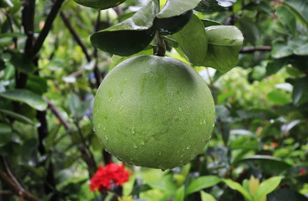 Fruta Pomelo Árvore Frutas Pomelo Verdes — Fotografia de Stock