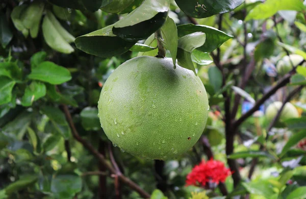 Pomelo Fruits Dans Arbre Fruit Pomelo Vert Salé — Photo