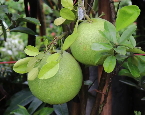 Fruta Pomelo Árvore Frutas Pomelo Verdes — Fotografia de Stock