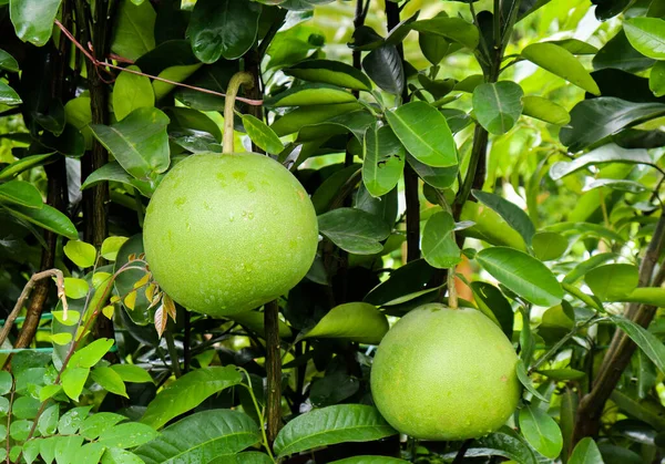 Fruta Pomelo Árvore Frutas Pomelo Verdes — Fotografia de Stock
