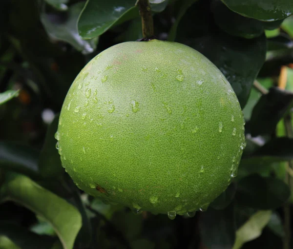 Pomelo Fruits Dans Arbre Fruit Pomelo Vert Salé — Photo