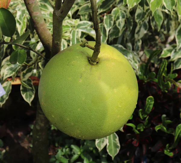 Fruta Pomelo Árvore Frutas Pomelo Verdes — Fotografia de Stock