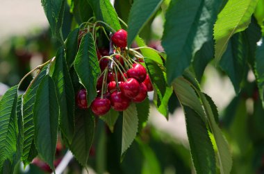 Güneşli bahçesinde bulunan kiraz kiraz ağacı