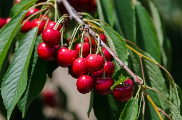 Güneşli bahçesinde bulunan kiraz kiraz ağacı