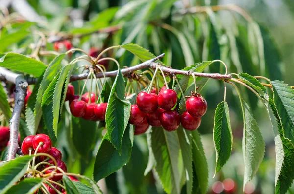 Cerisier dans le jardin ensoleillé aux cerises — Photo