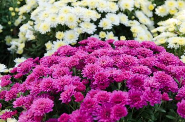 Krizantem açık çeşitli. Sonbahar çiçekler. Çiçek Park.