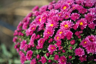 Plastik kap içinde yetişen Kasımpatı. Açık çiçekler. Sonbahar sezon.