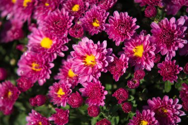 Plastik kap içinde yetişen Kasımpatı. Açık çiçekler. Sonbahar sezon.