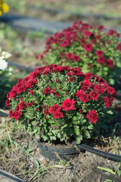 Plastik kap içinde yetişen Kasımpatı. Açık çiçekler. Sonbahar sezon.
