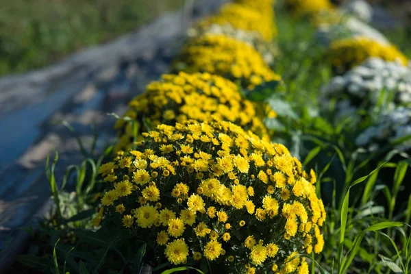 Krizantém termesztik, műanyag edényben. Kültéri virágok. Őszi szezon. — Stock Fotó