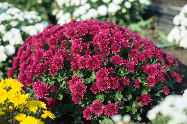 Plastik kap içinde yetişen Kasımpatı. Açık çiçekler. Sonbahar sezon.