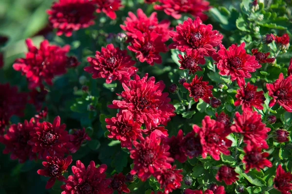 Plastik kap içinde yetişen Kasımpatı. Açık çiçekler. Sonbahar sezon.