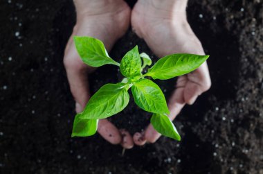 Kırmızı biber bitki zemin ile holding eller mans. Erken ilkbaharda dikim.
