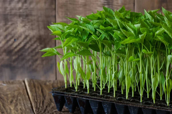 Seedlings of paprika in plastic tray on wooden board. Spring season. — Stock Photo, Image