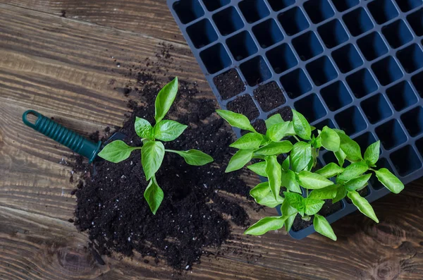 Frame with garden tools and pepper seedlings. chili pepper plants in plastic tray on wooden background — Stock Photo, Image