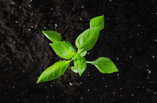 Paprika plant with ground. Early spring planting. Special substrate. — Stock Photo, Image